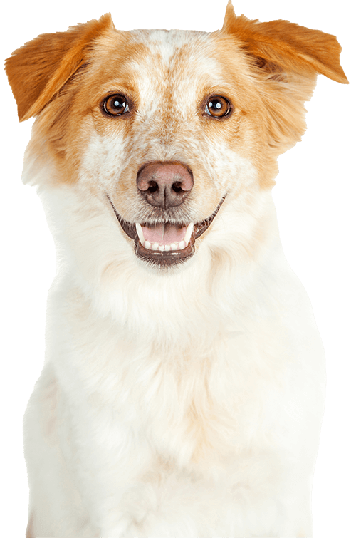 A happy dog looking at the screen